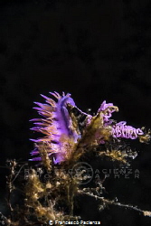[:b:]Flabelina while laying her eggs[:/b:] by Francesco Pacienza 